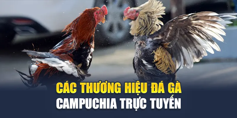Các thương hiệu đá gà Campuchia trực tuyến