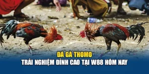 Đá Gà Thomo – Trải Nghiệm Đỉnh Cao Tại W88 Hôm Nay