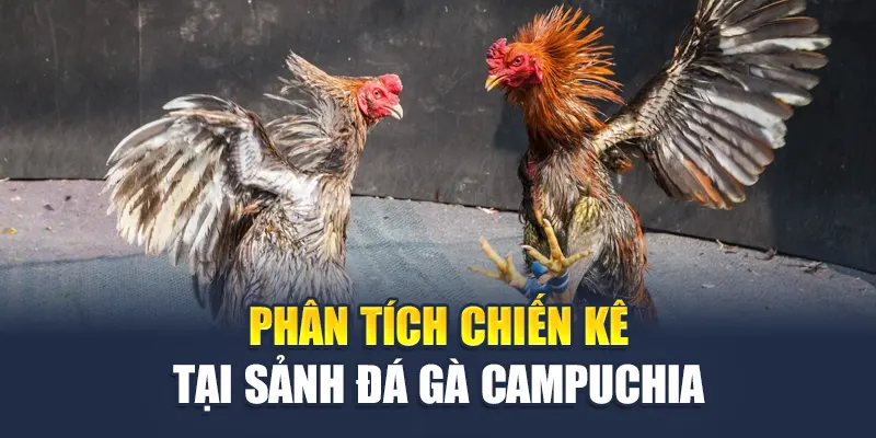 Phân tích chiến kê tại sảnh đá gà Campuchia