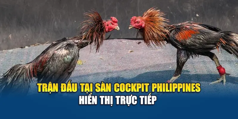 Đá Gà Chọi Tại W88 – Kênh Cá Cược Hấp Dẫn Không Thể Bỏ Lỡ 1 Trận đấu tại sàn Cockpit Philippines hiển thị trực tiếp